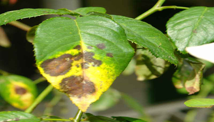 hongos que enferman las plantas