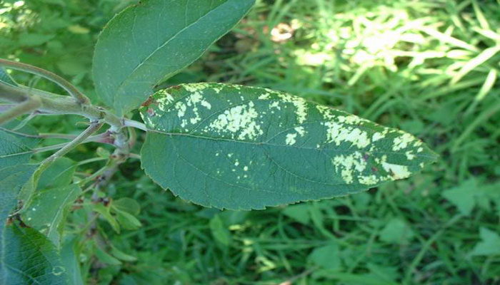 virus en plantas