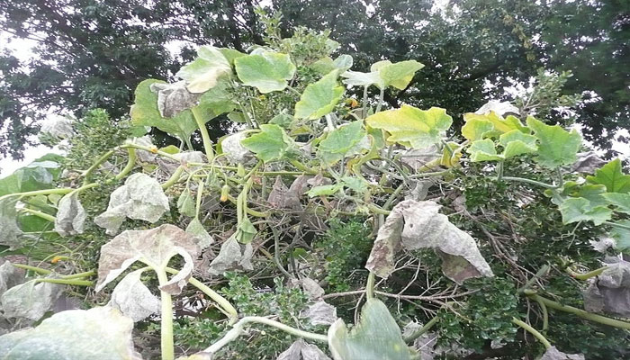 hongo que causa enfermedad en plantas