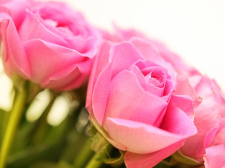 Diagnóstico del rosal: cinco preguntas antes de tratar