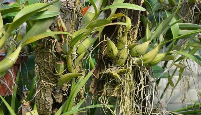 Epidendrum con pseudobulbos