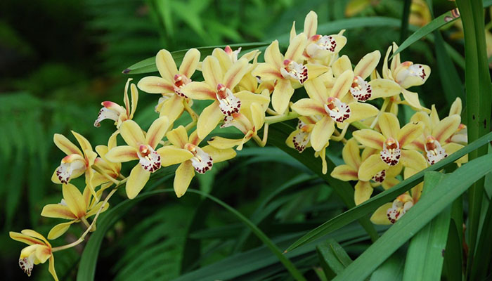 Epidendrum con tallos de caña