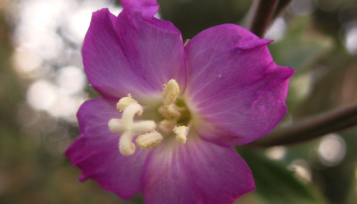 flores del epilobio