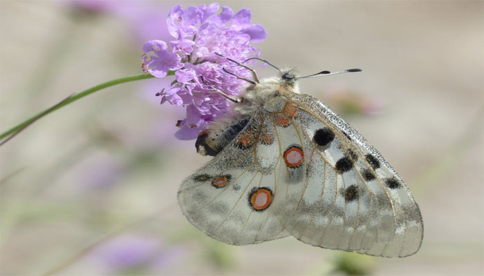 Visitantes de esta flor en el jardín