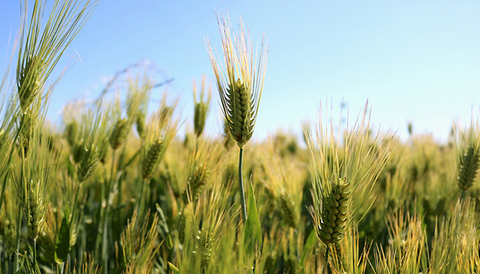 Escanda O Trigo. Origen, Descripción,
Variedades, Cultivo, Cuidados Y Usos