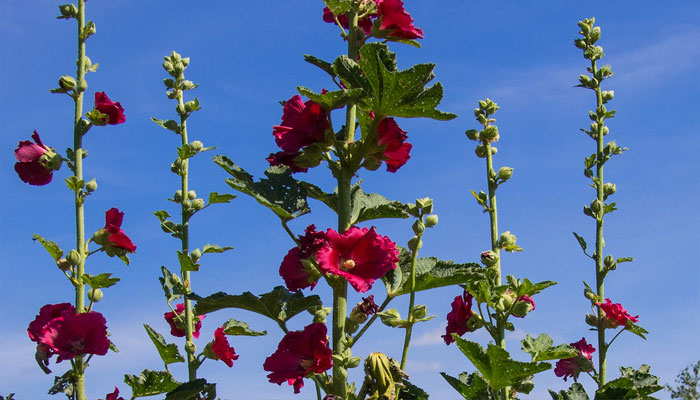 Escarapela (alcea rosea) 