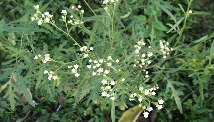 Escoba (Parthenium hysterophorus) 