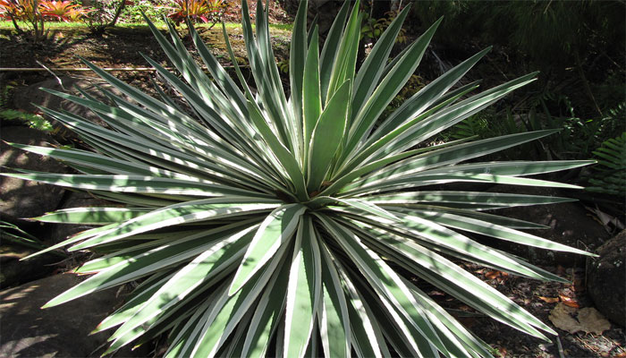 Espadín (agave angustifolia)