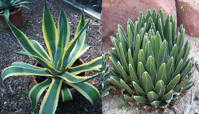 Variedades de Espadín (género Agave)