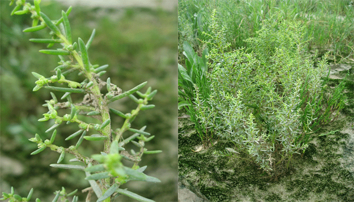 Espejuelo. Descripción, Variedades,
Cultivo, Cuidados Y Usos