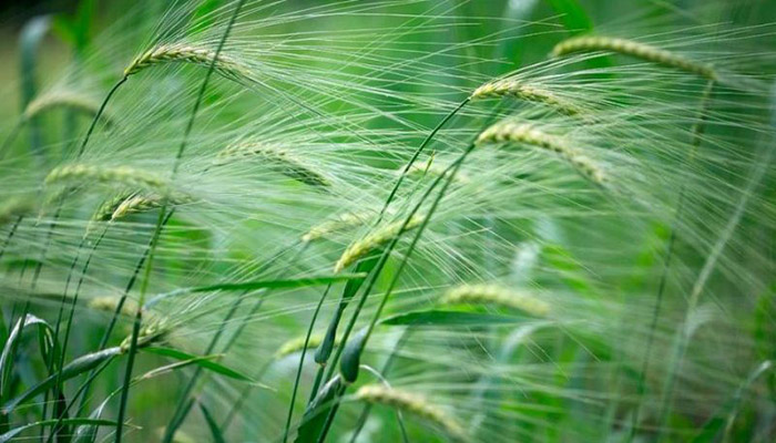 Espelta (Triticum spelta)