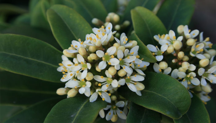 Flores de la Esquimia