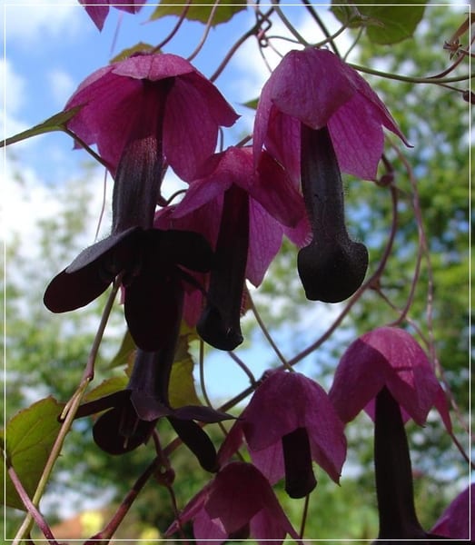 Rhodochiton atrosanguineum