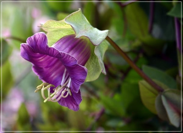 Cobaea scandens