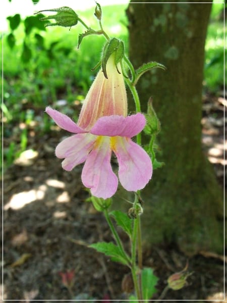 rehmannia angulata