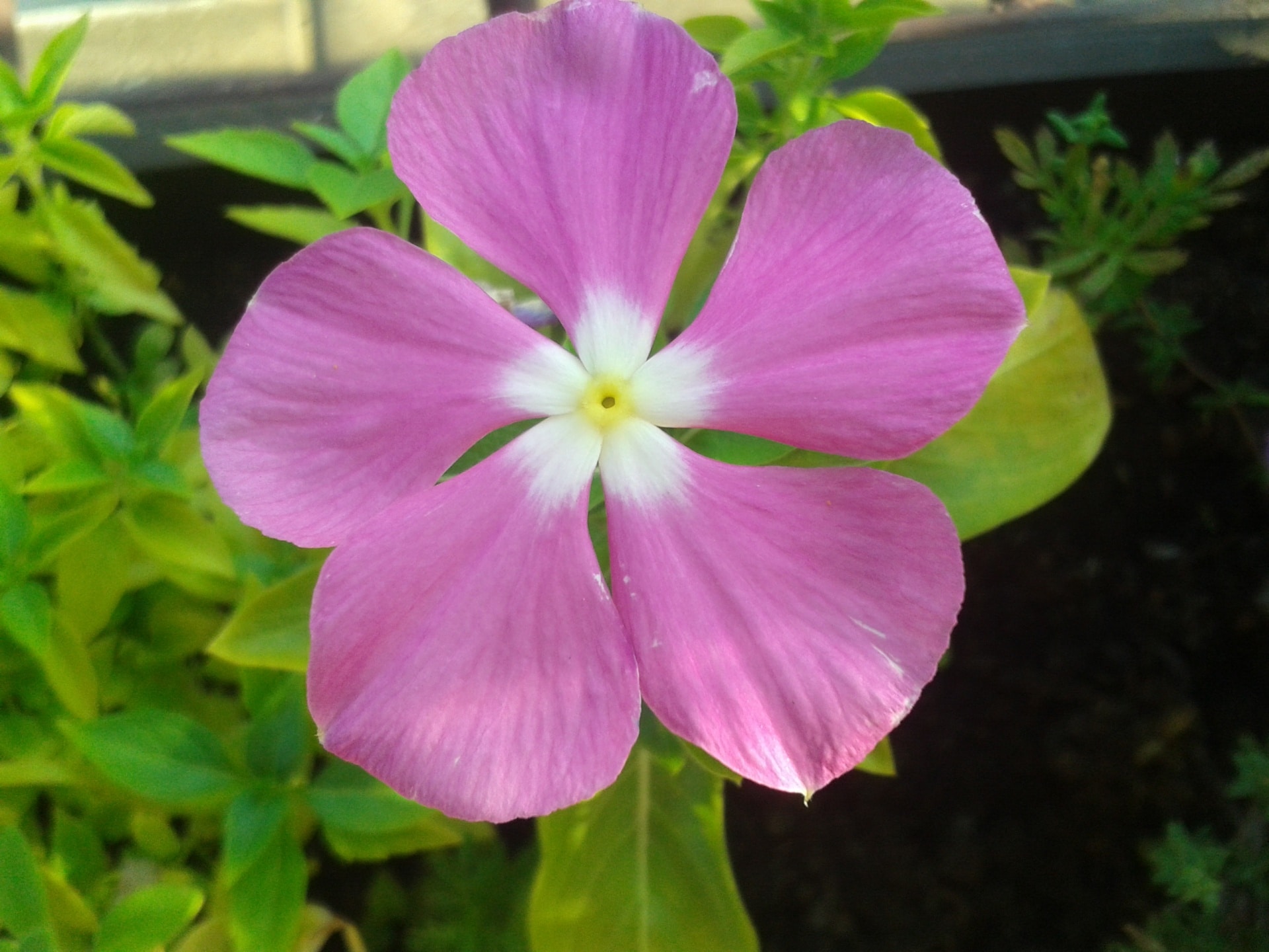 Vinca de flor rosa