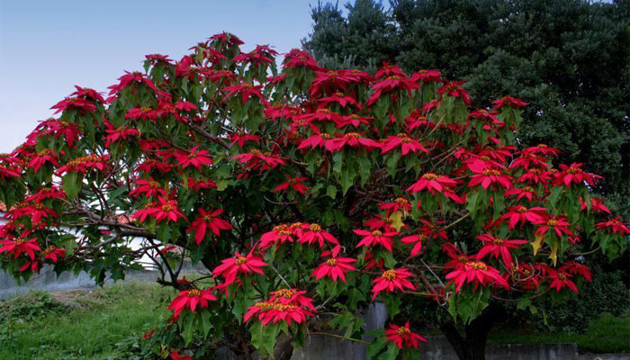 Estrella de navidad (Euphorbia Pulcherrima)