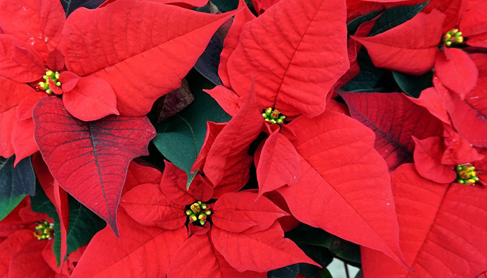 Brácteas de la Estrella de navidad