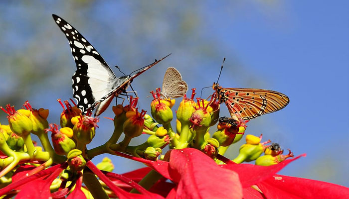 Polinizadores de la Flor de Pascua