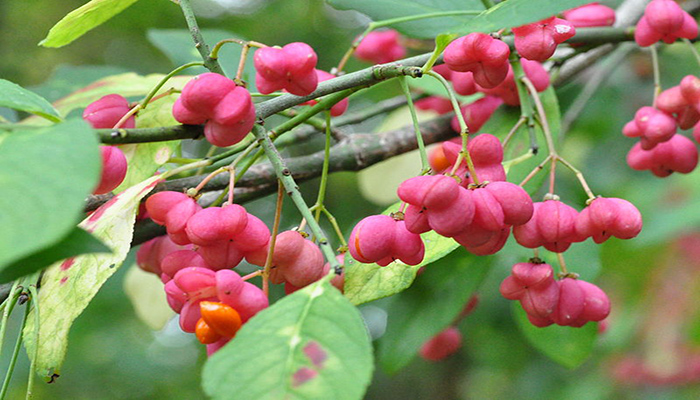 Frutos y hojas del Evónimo