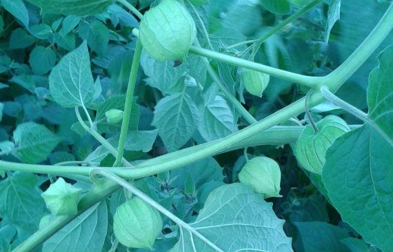 Farolillo Chino o Physalis Alkekengi verdes