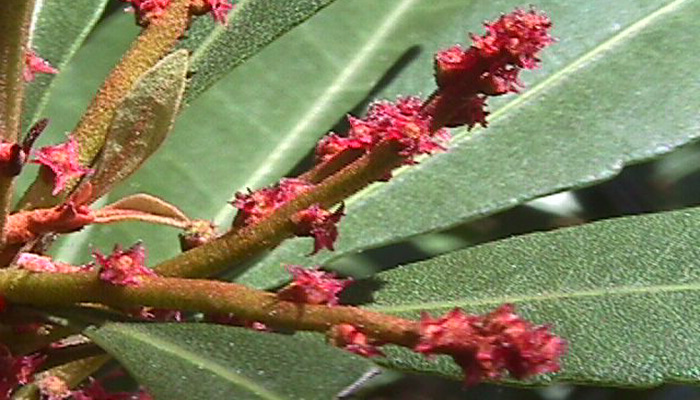 Flores de Morella faya