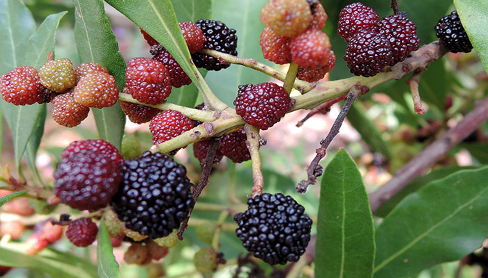 Frutos de Myrica faya