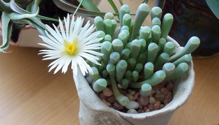 Fenestraria: Origen, Descripción,
Botánica, Tipos, Cultivos Y Más