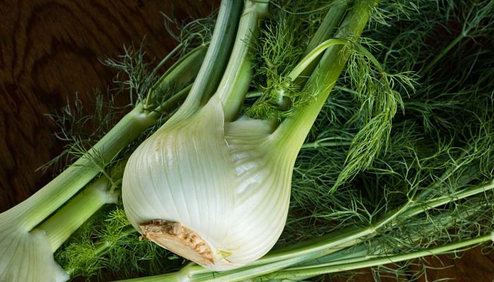 Fennel