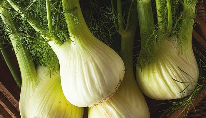 Fennel