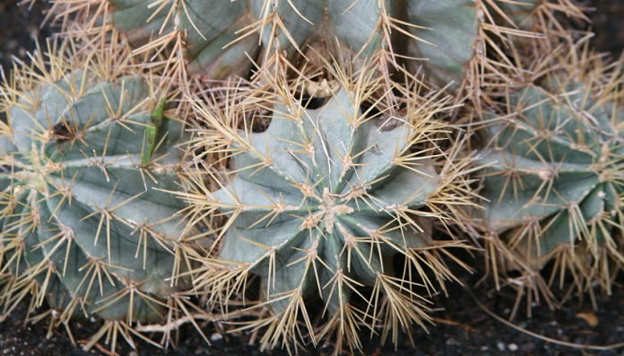 origen del ferocactus glaucescens