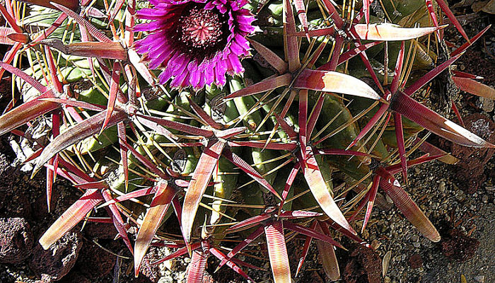 origen del ferocactus latispinus