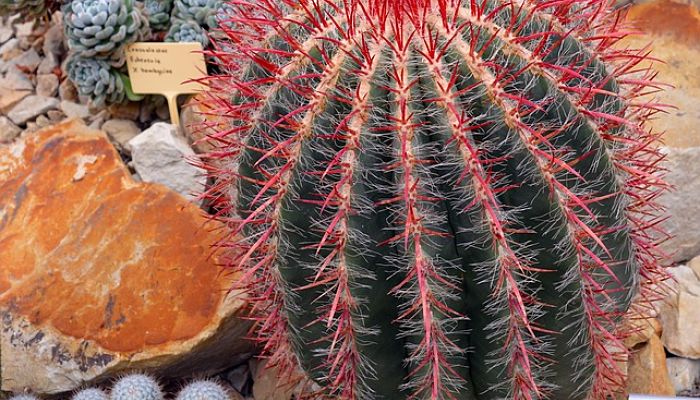 variedades de ferocactus latispinus