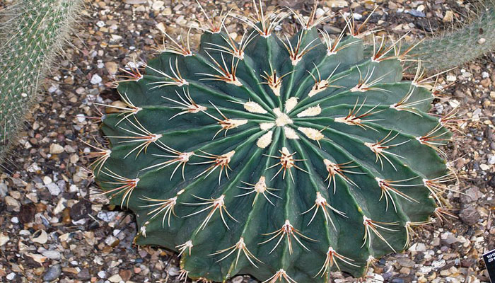Ferrocactus histrix. Origen, Descripción, Variedades, Cultivo, Cuidados Y Usos
