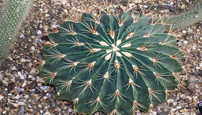 Ferocactus histrix