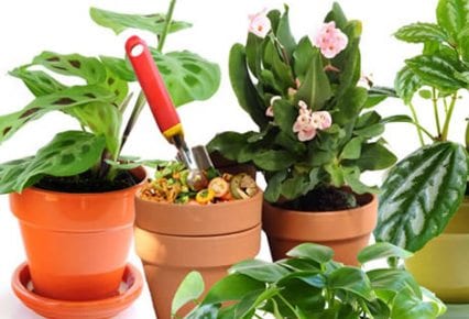 La fertilización de las plantas