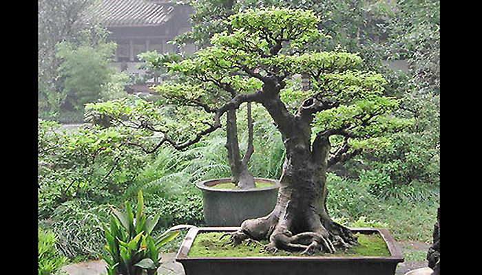 Bonsai F. religioso