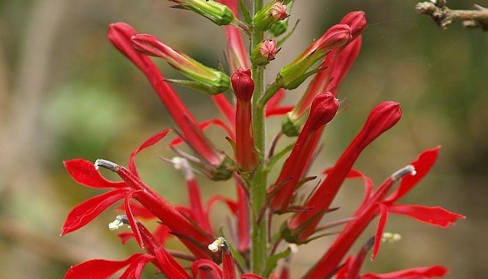 flor cardinal