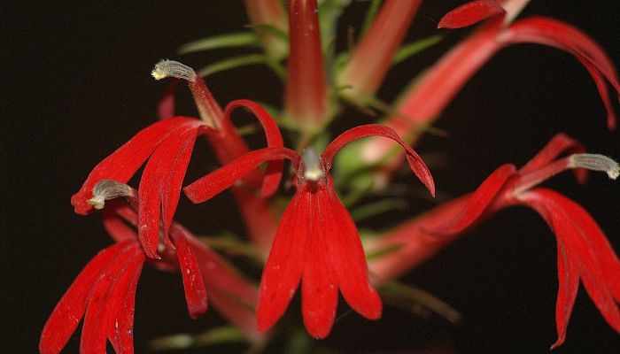 Flor cardinal