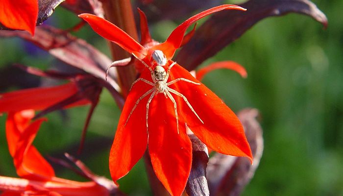 flor cardenal