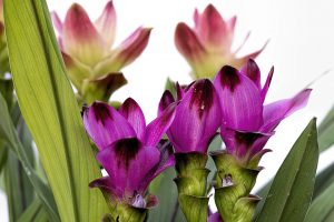 curcuma