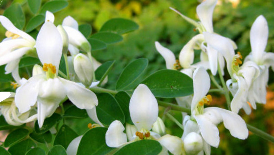 flor de moringa