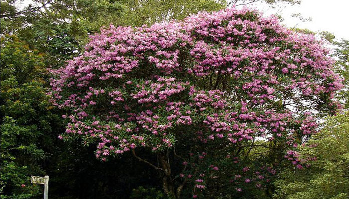 Tibouchina 'Kathleen'