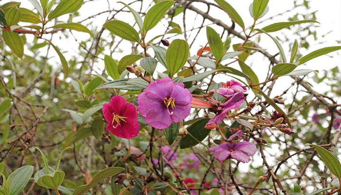 Existe una amplia gama de tamaños y colores de flores