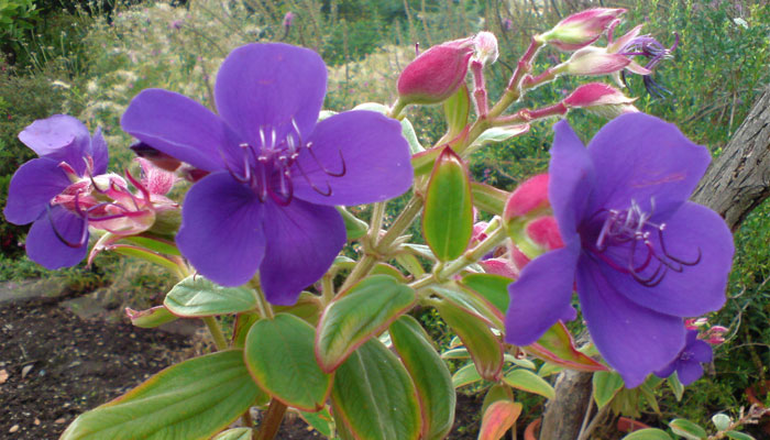 Flor de princesa