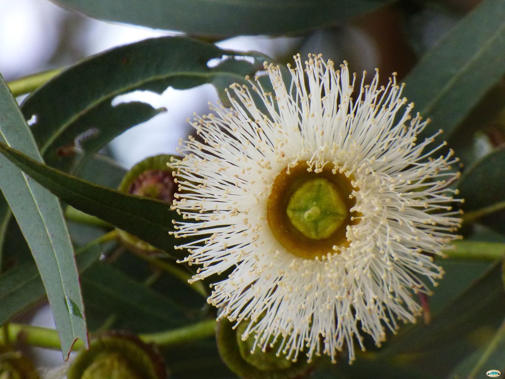 Flor Eucalipto