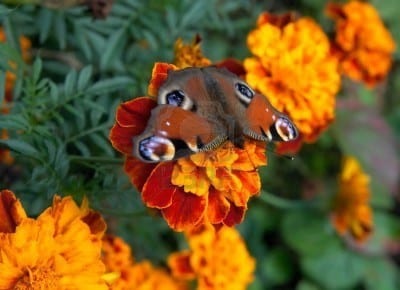 La flor de las maravillas