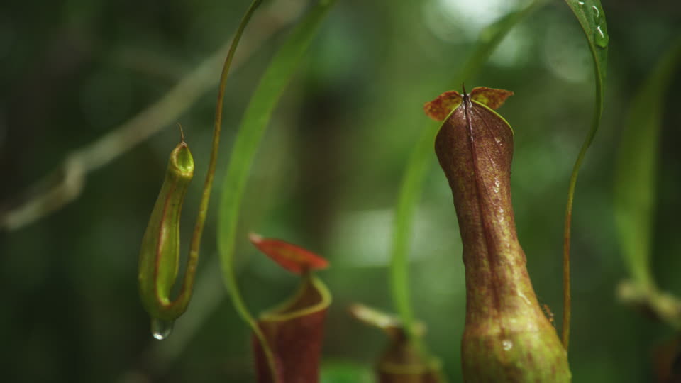 Flor Nepenthes