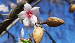 floracion del almendro