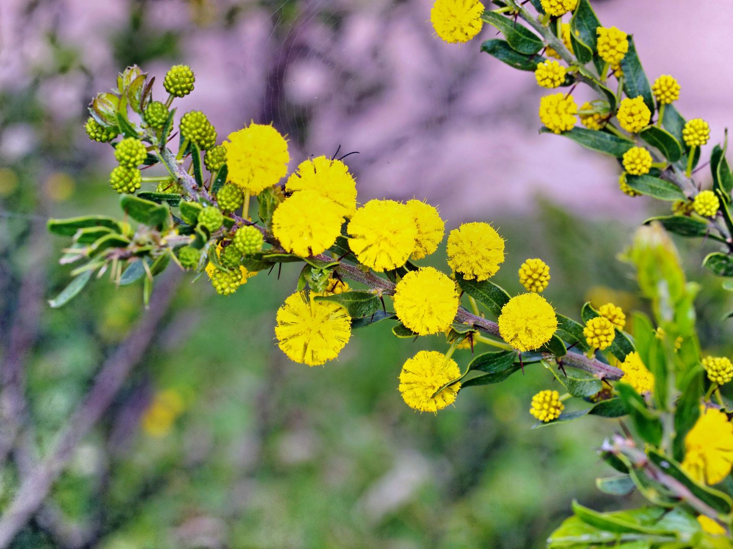 Flores amarillas